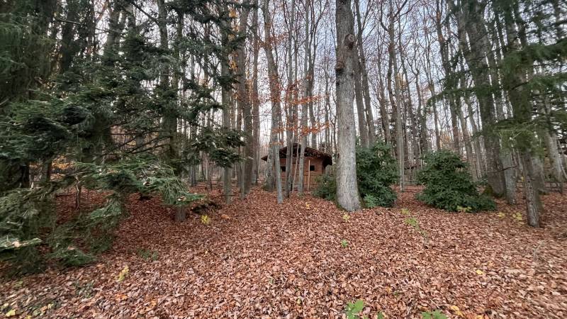 Photo de la Foret de la propriété de Boersch 67530